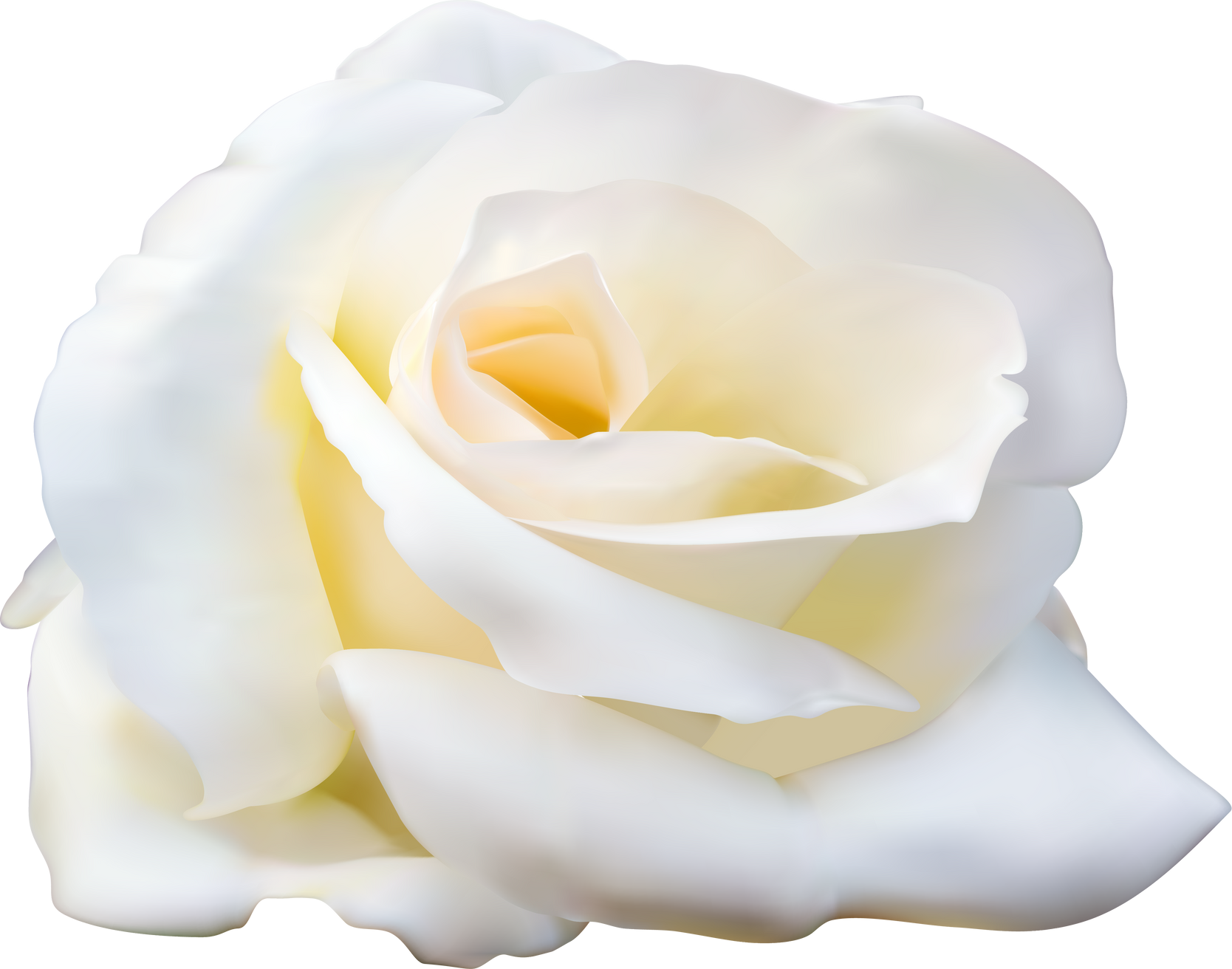 White Rose Flower